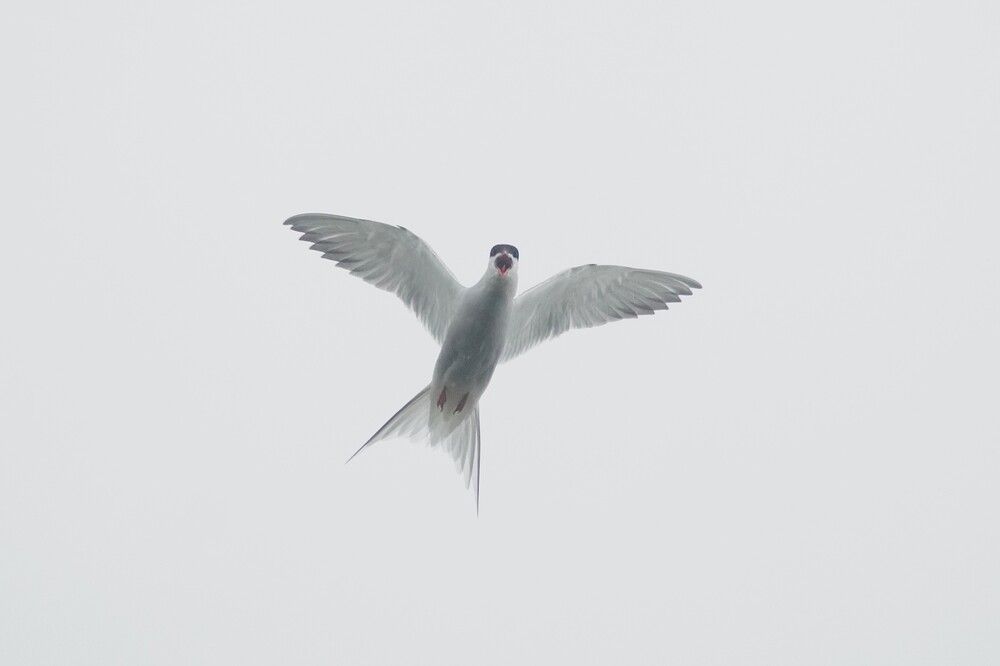 Photograph by Алфия Бугакова