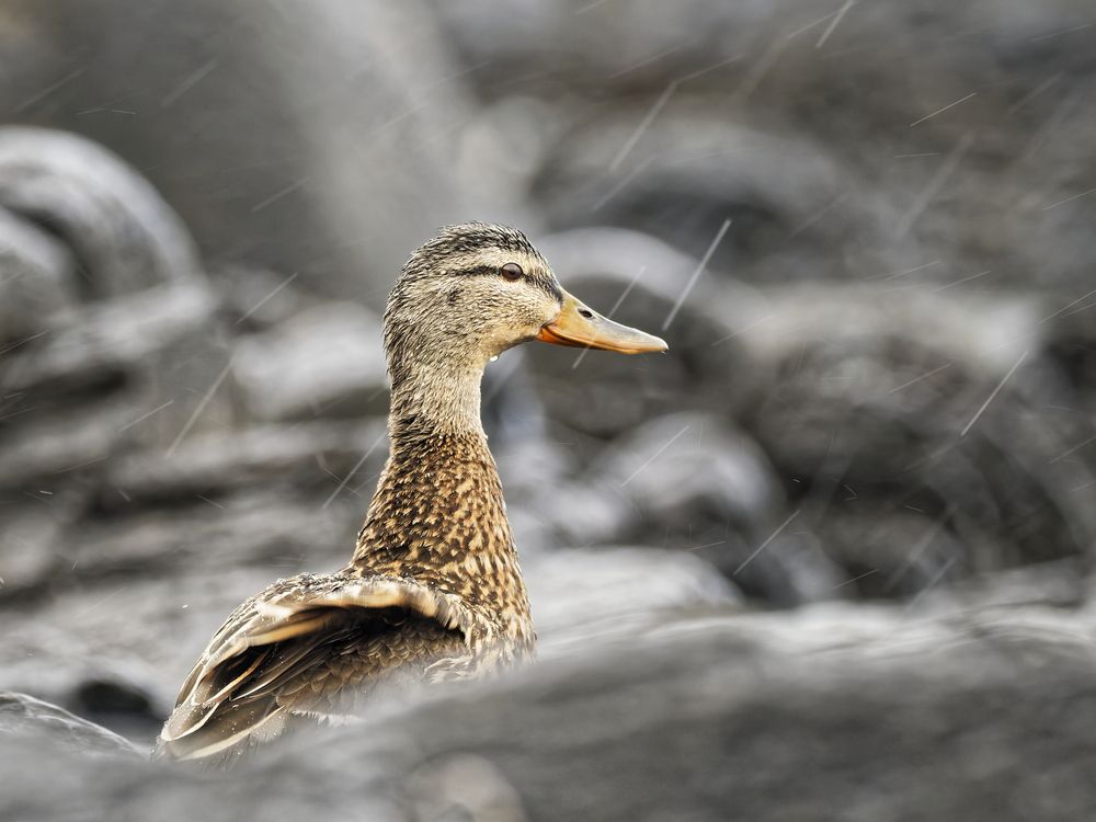 Photograph by Jørgen Hovde