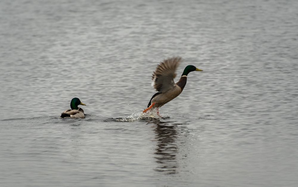 Photograph by Олег Волков