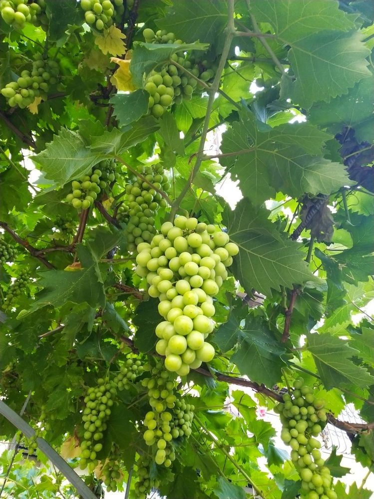 Фотография автора Анатолий Дячина