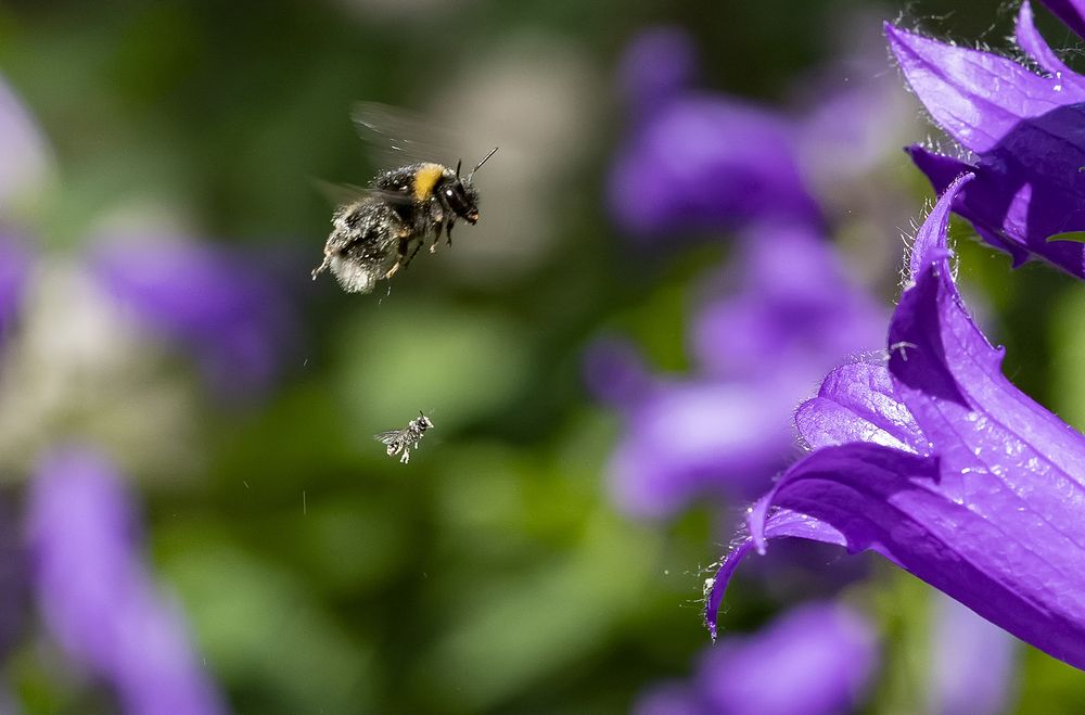 Опыление цветка