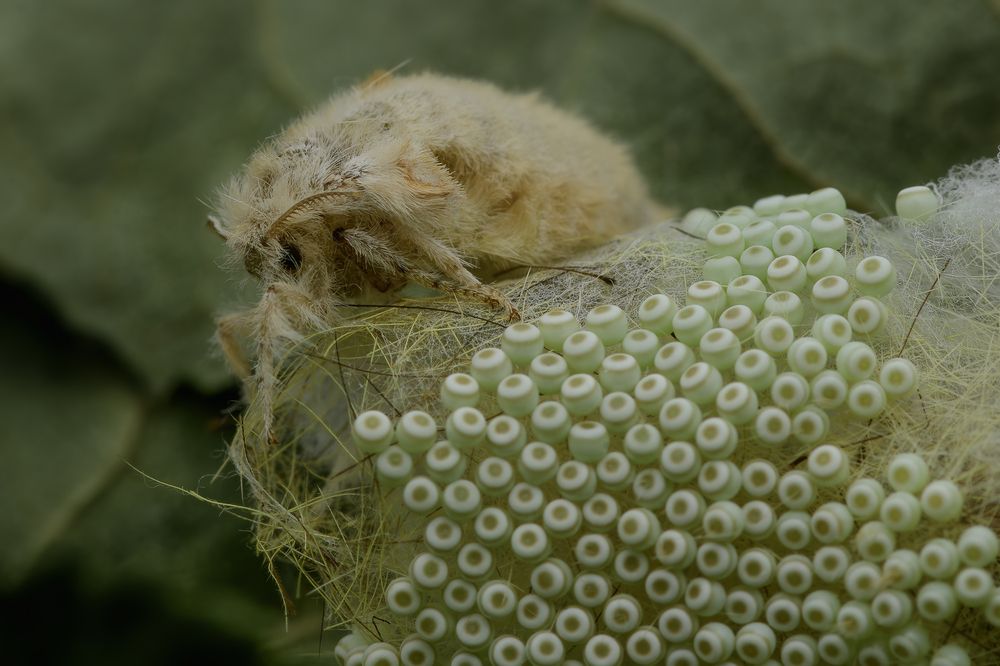 Фотография автора Dino Sirica
