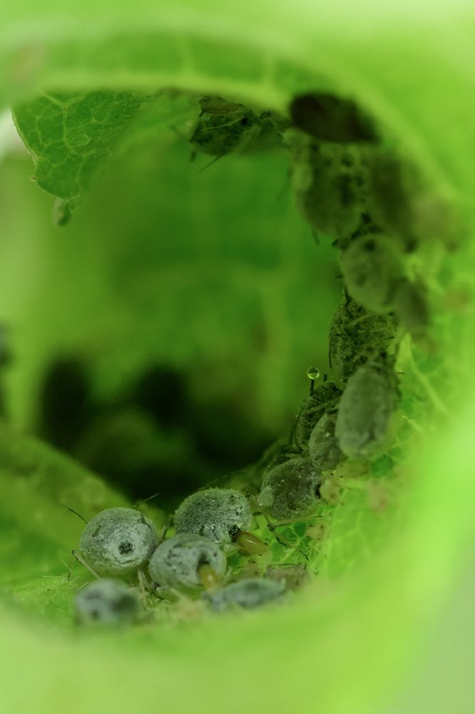 Aphids