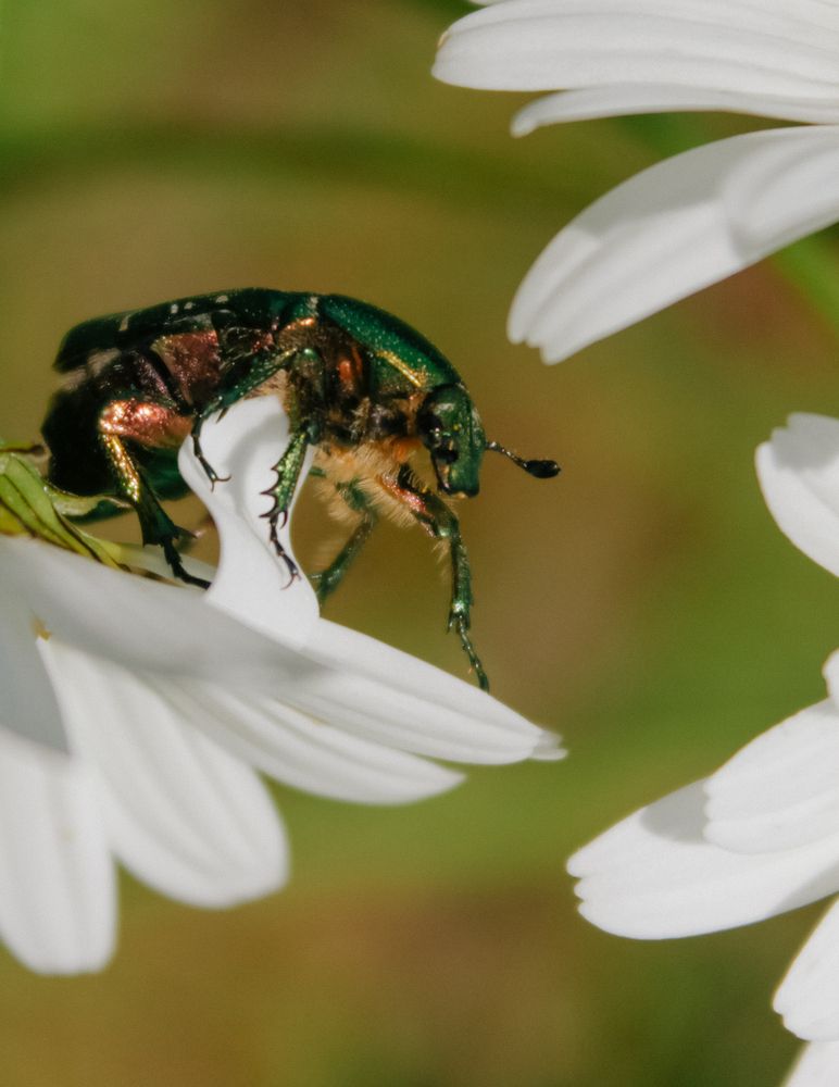 Фотография автора Albina Kremez