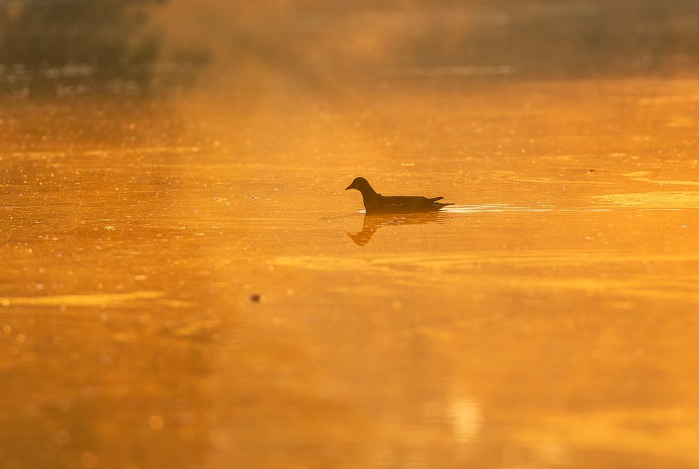 Photograph by George Alexandru Ghiuro