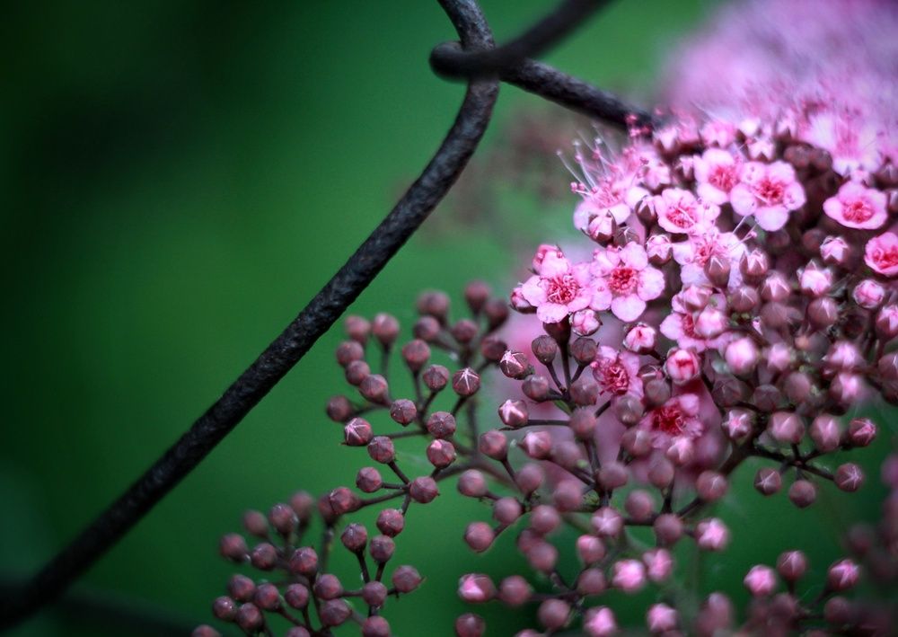 Photograph by AlexaL