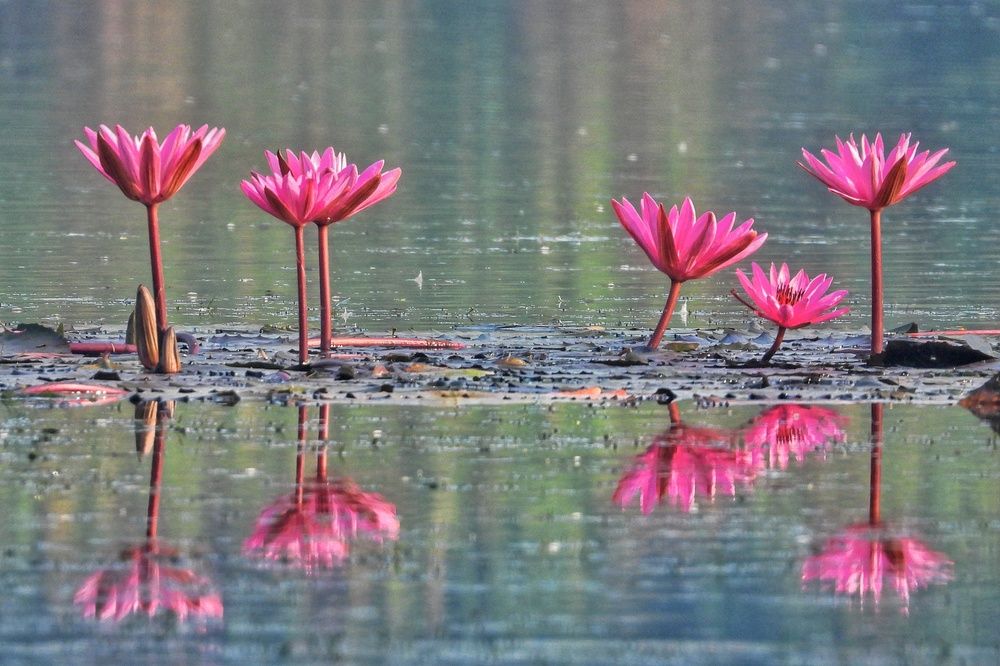 Photograph by Hardeep Solanki