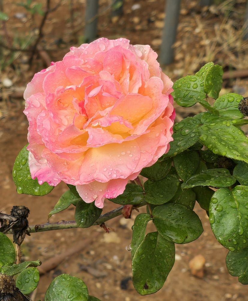 Photograph by Yulia Rotbach