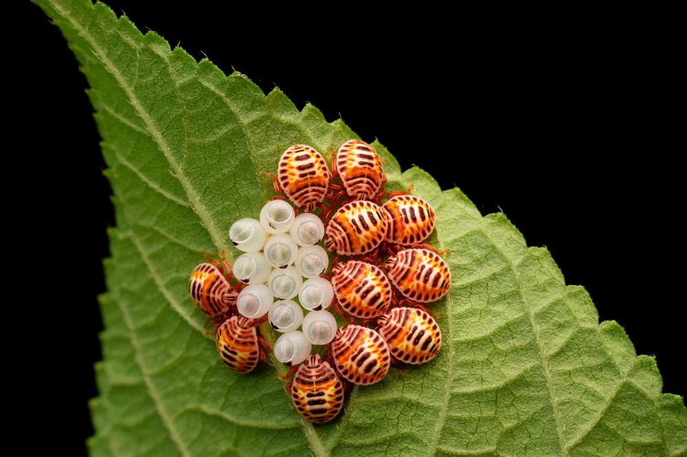 Фотография автора ARUNAVA DEY