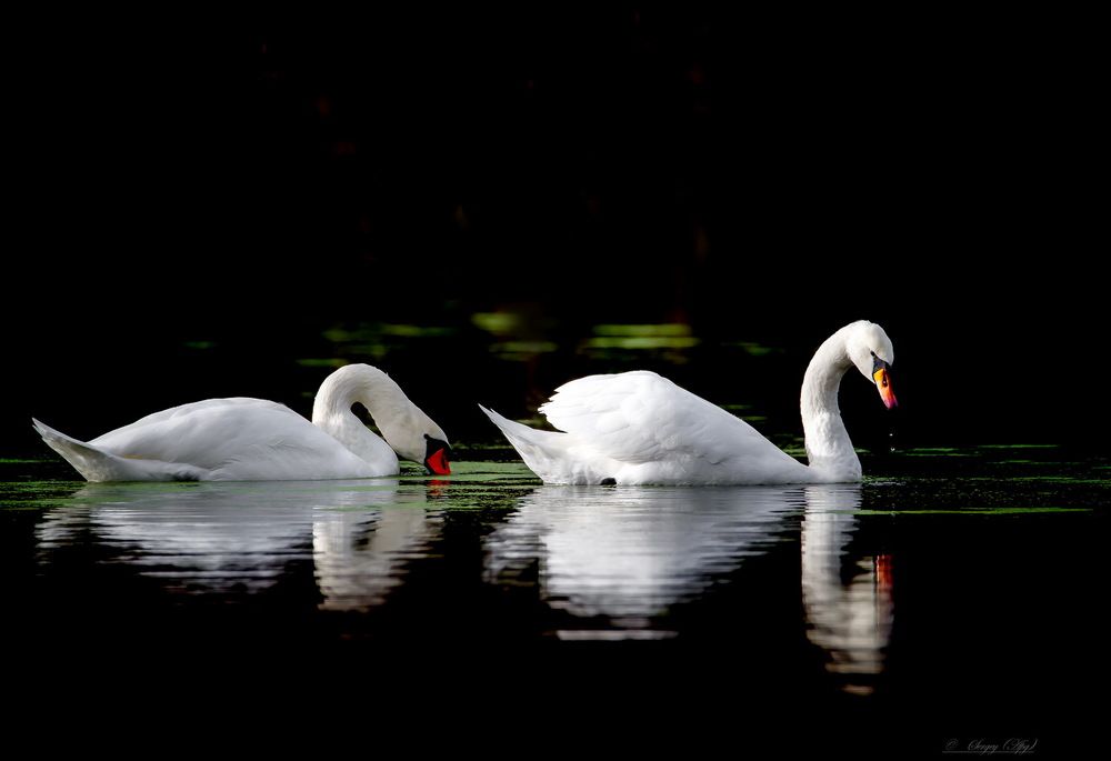 Photograph by Сергей Пидронов