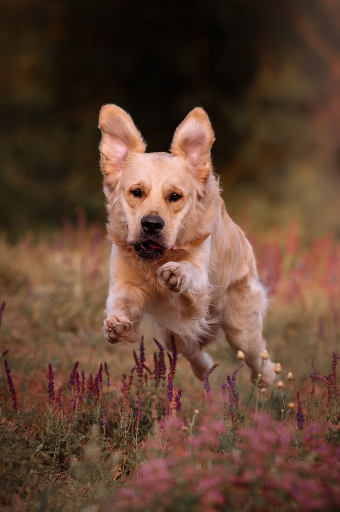 Photograph by Марина Чеботарева