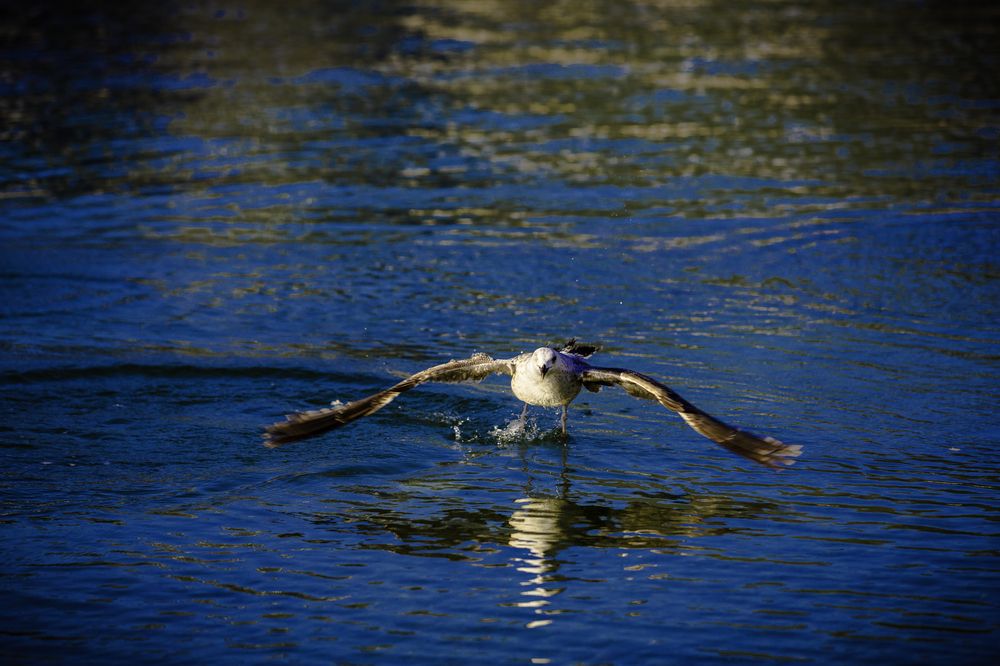 Фотография автора Михаил Лупина