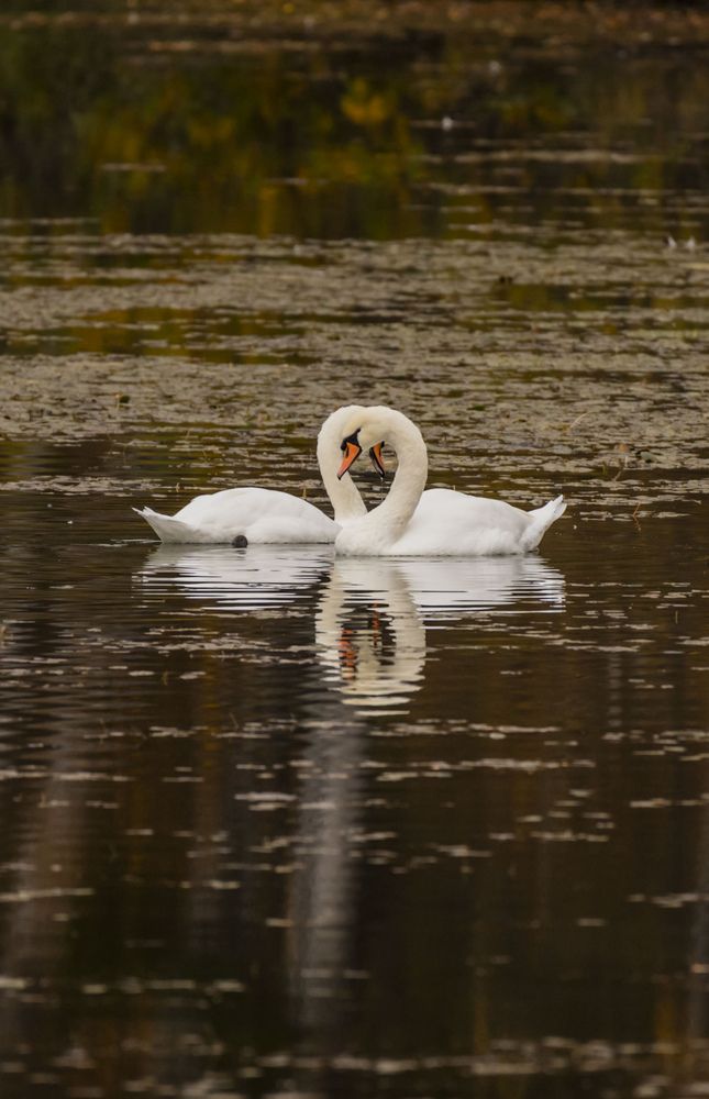 Photograph by Елена Перминова