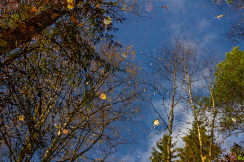 Фотография автора Екатерина Першина