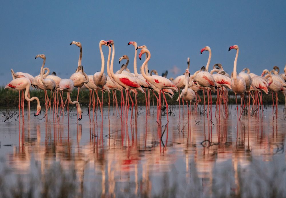 Фотография автора Hirak Mitra