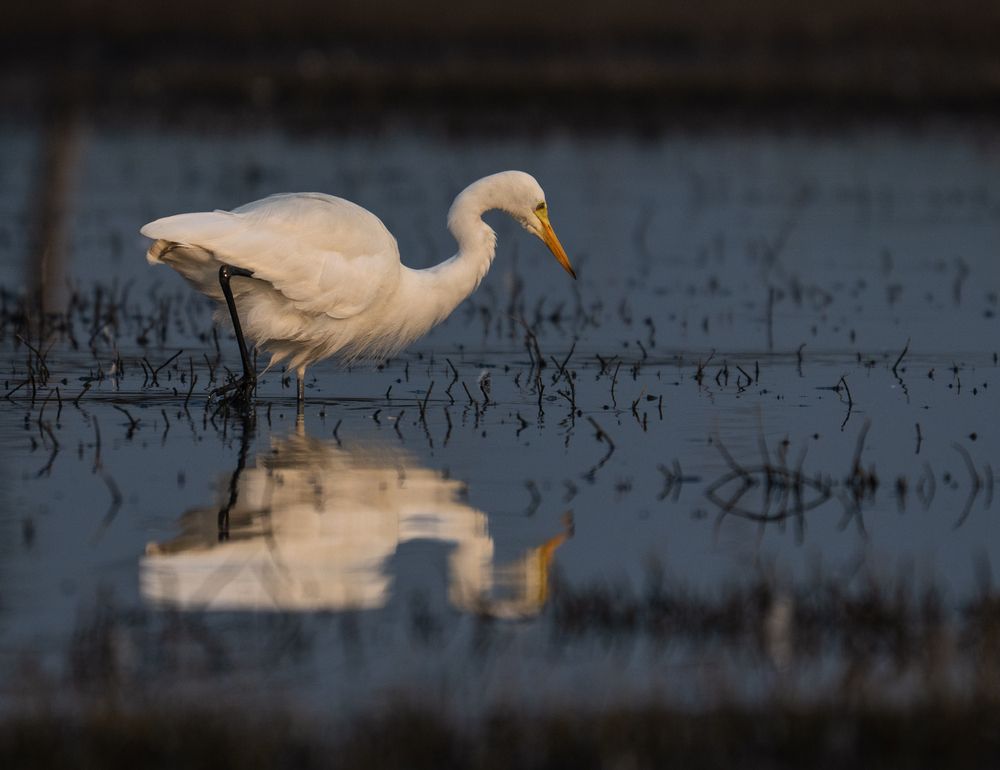 Фотография автора Hirak Mitra