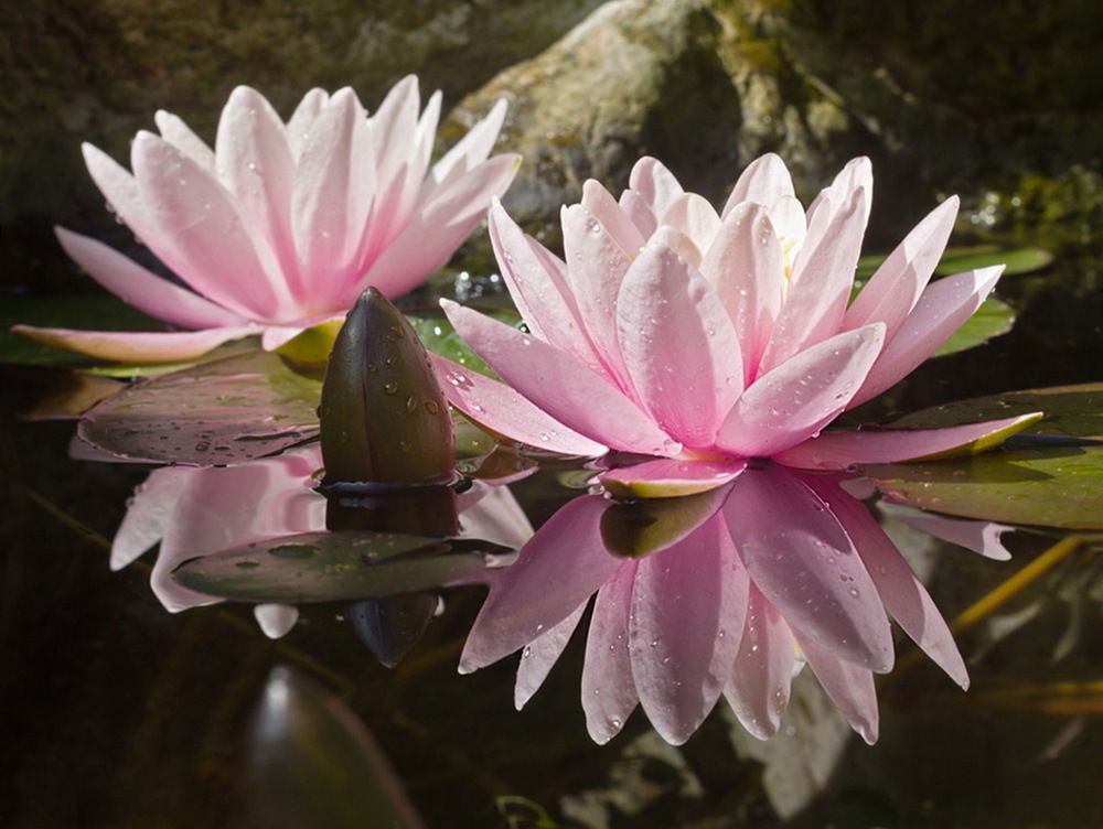 Фотография автора Борис Журавлёв