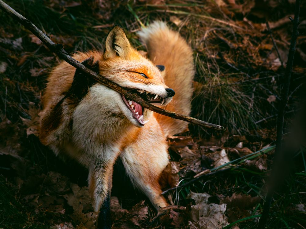 Bite of the Wild