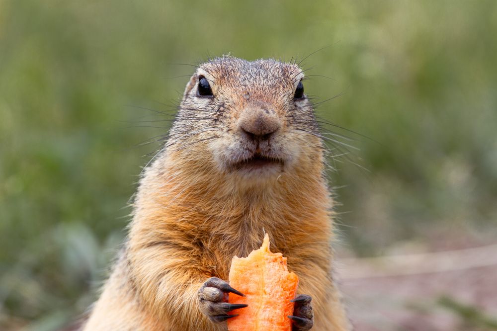 Фотография автора Червяков Григорий
