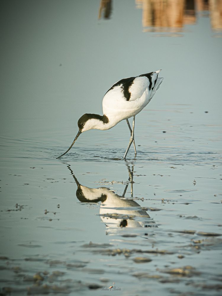 Photograph by Andrea Barlotti