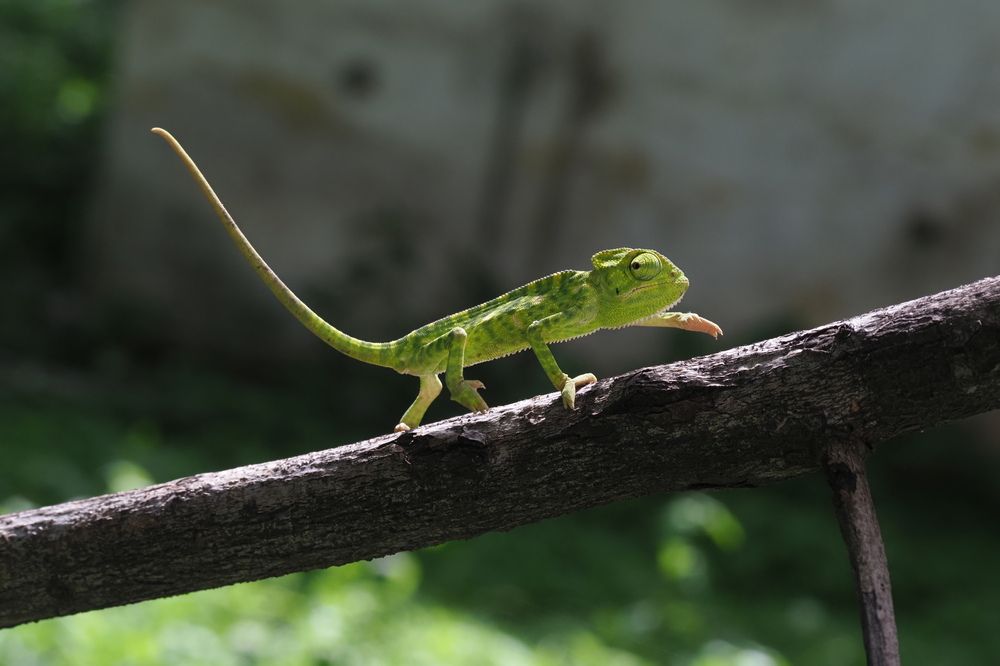 Photograph by Dharmendra Padhiyar