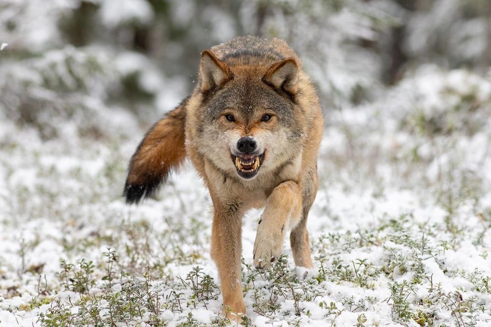 Photograph by Евгения Севрюкова