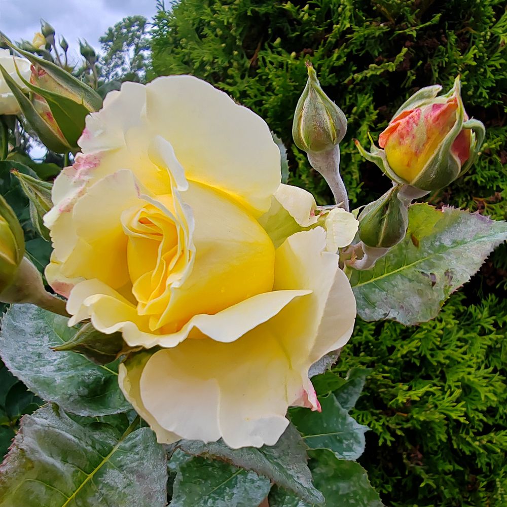 Photograph by Нестеренко Светлана