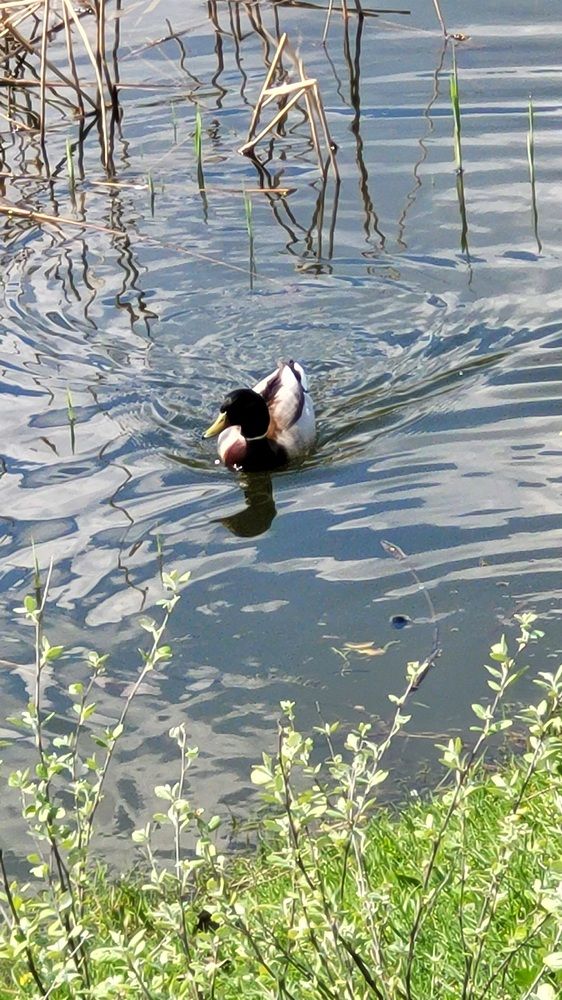 Утиное раздолье.