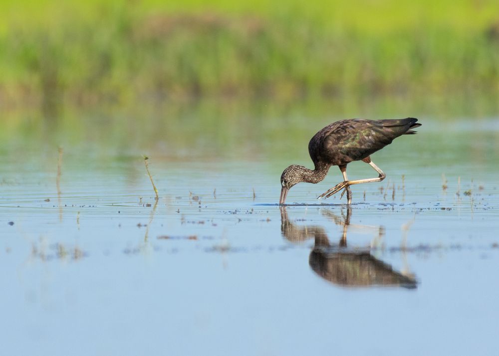 Photograph by SUHAS MANDAL