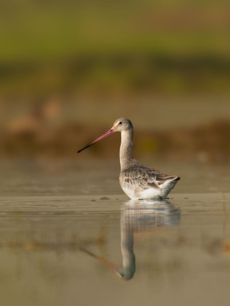 Photograph by SUHAS MANDAL