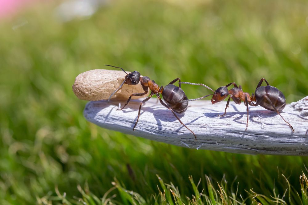 Переселение...