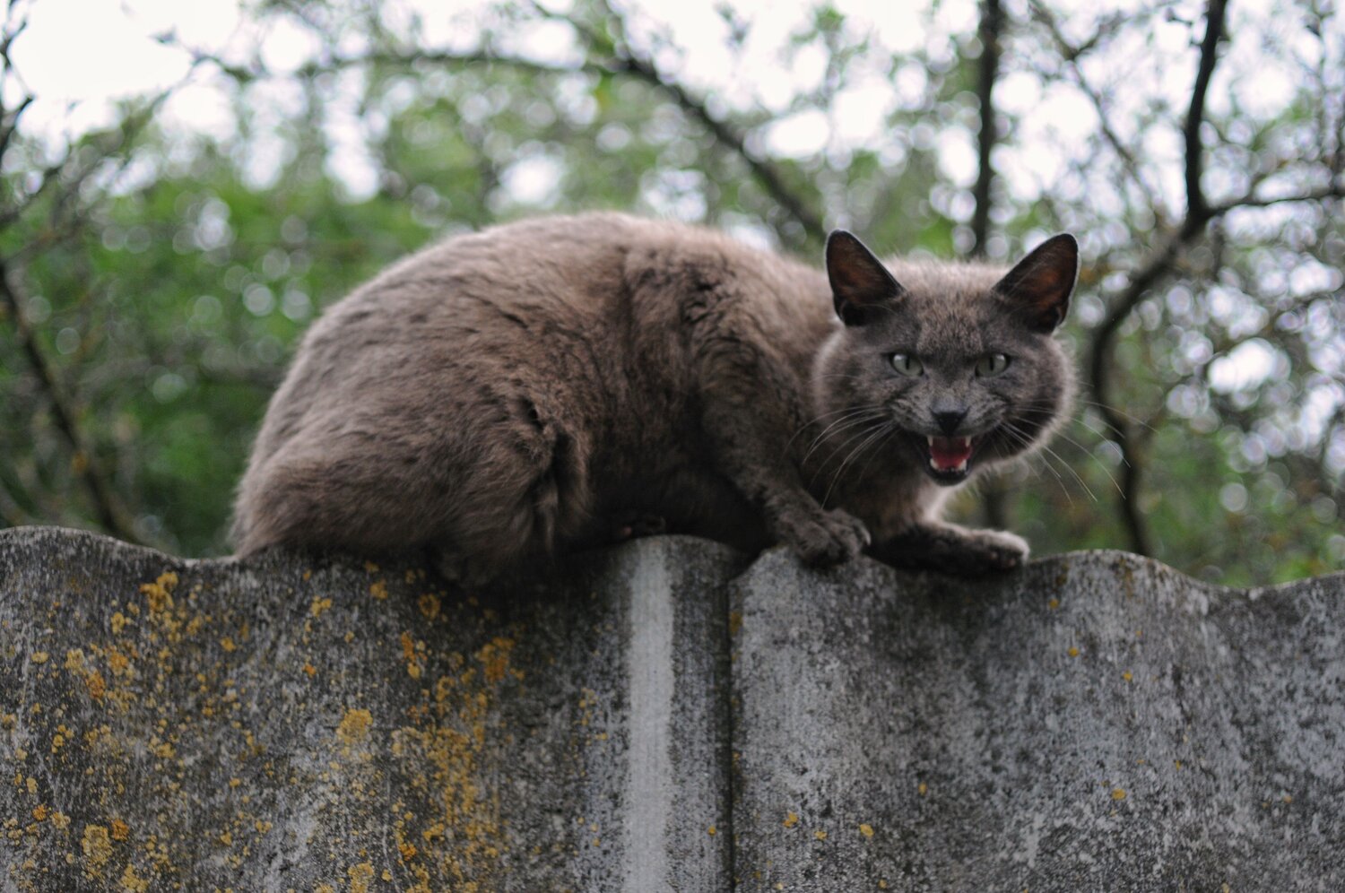 Photo #12319283