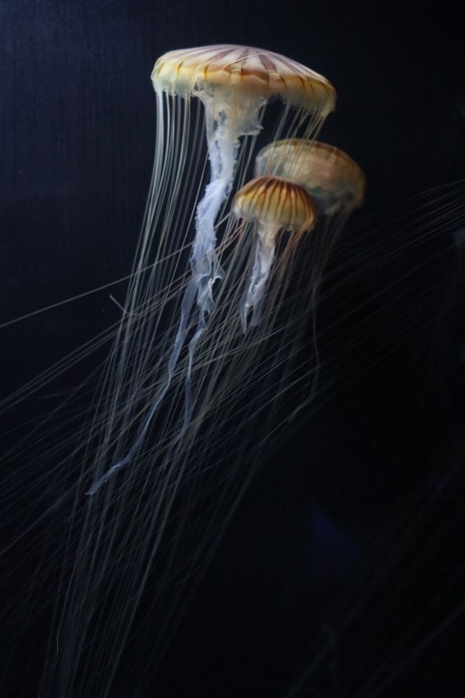 spacewalk