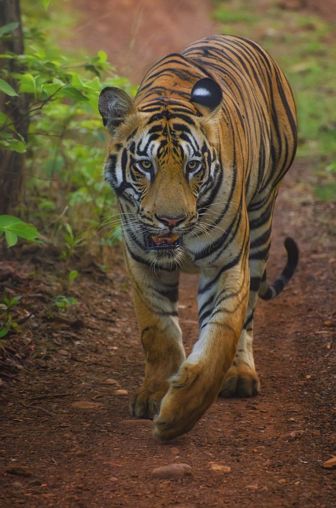 Фотография автора Anirban Chatterjee