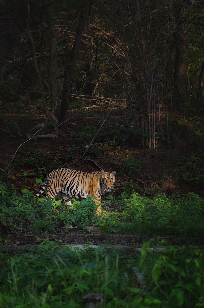 Фотография автора Anirban Chatterjee