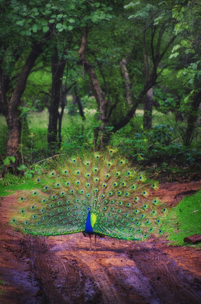 Фотография автора Anirban Chatterjee