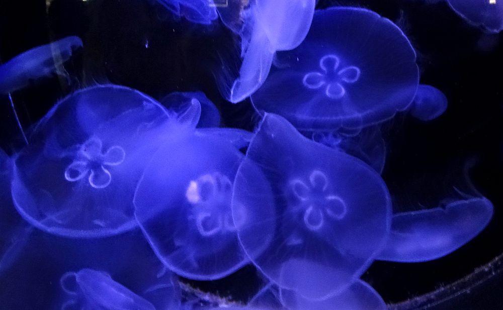Скопление медуз