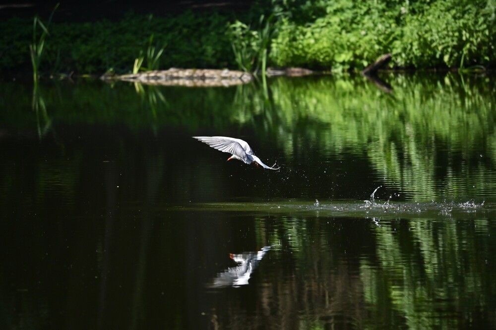 Фотография автора IRINA FILIPPOVA