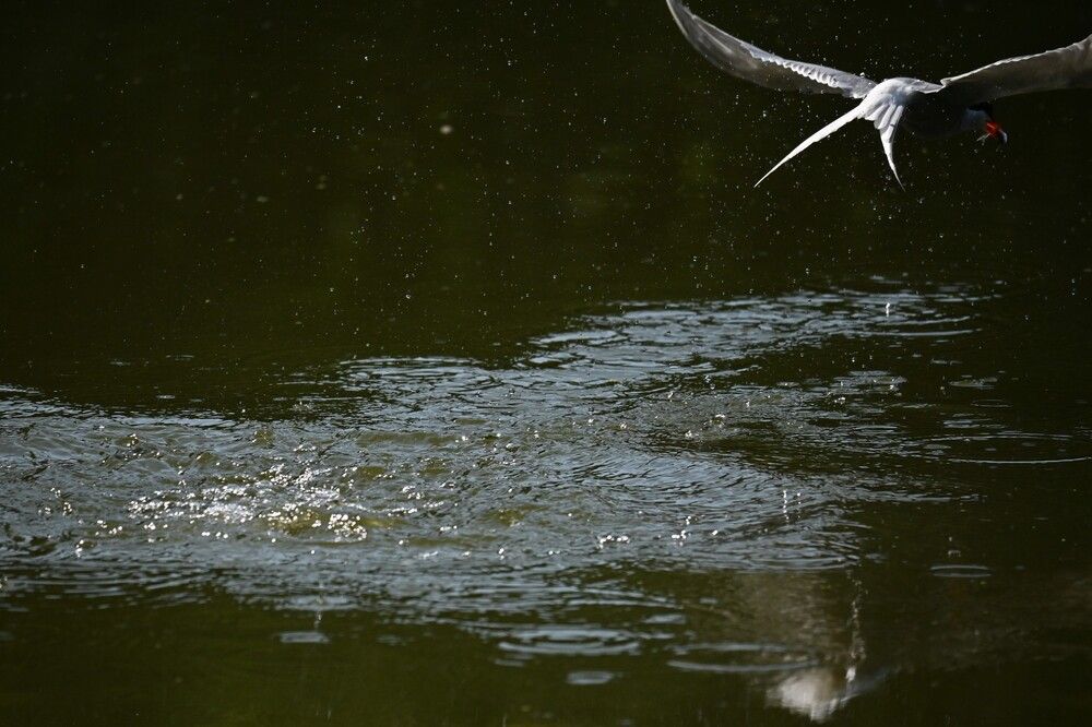 Фотография автора IRINA FILIPPOVA