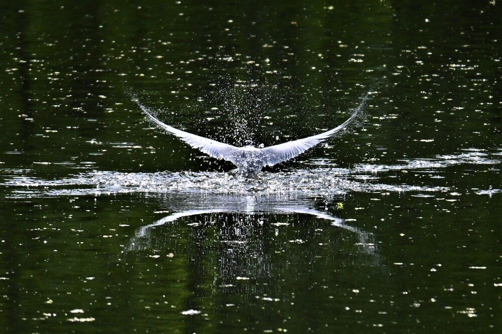 Фотография автора IRINA FILIPPOVA