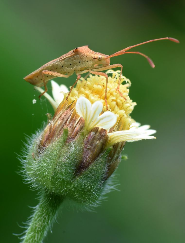 Macro