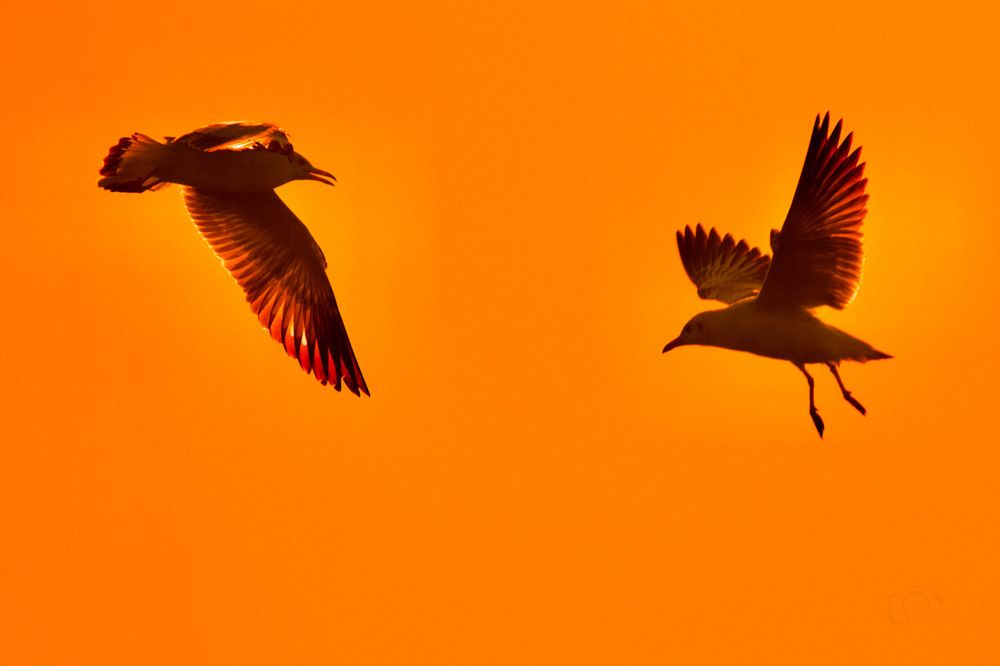 You are my companion