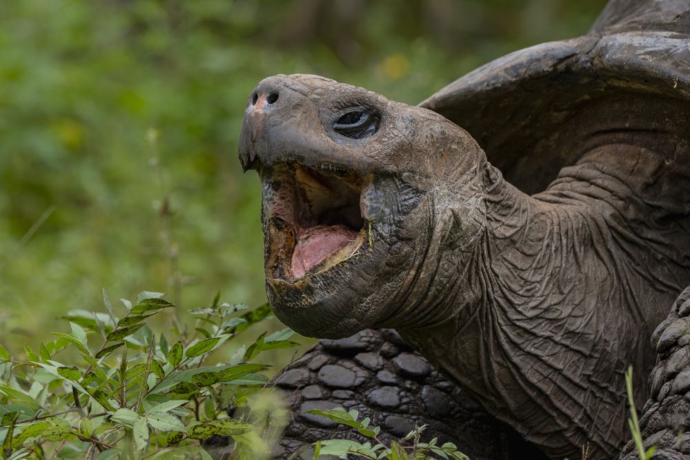 Guardian of Time: Galápagos Tortoise
