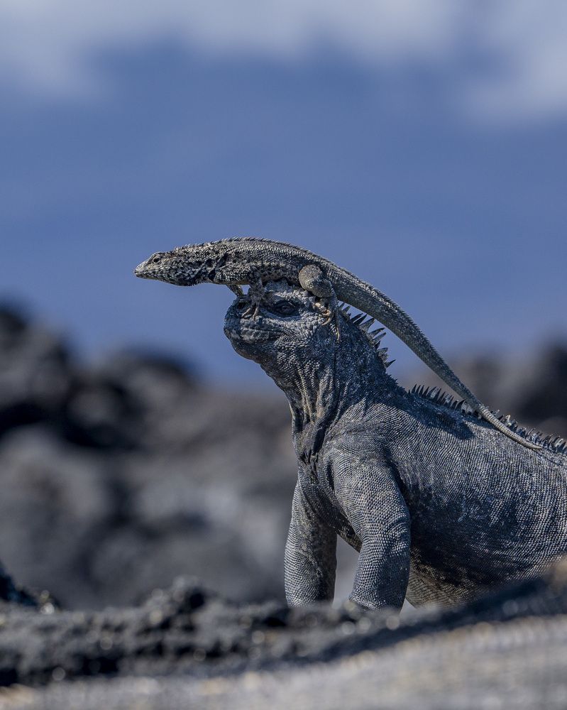 Marine Iguana & Lava Lizard: An Ecuadorian Alliance