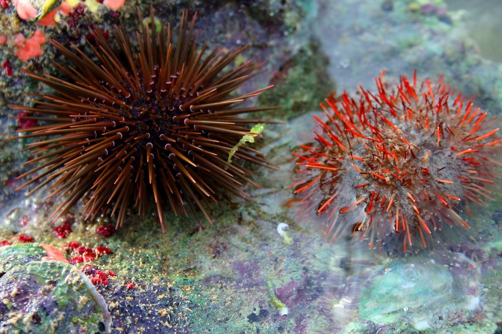 Photograph by вячеслав милов