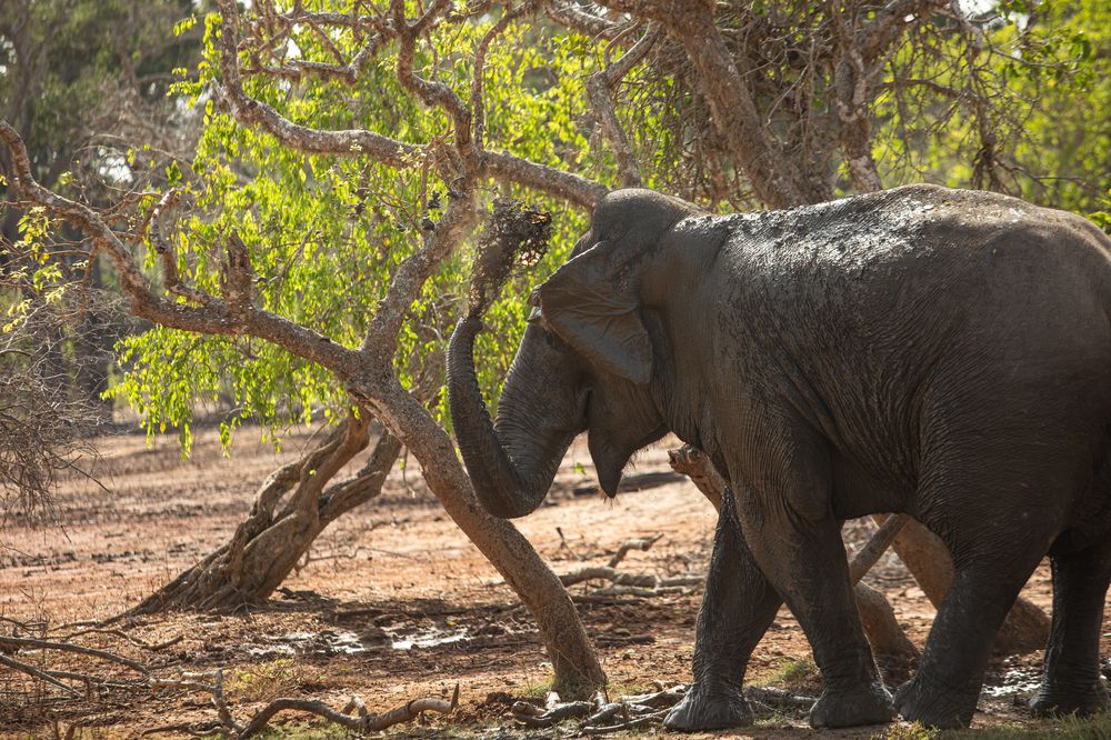 Фотография автора Мария Сурмачева