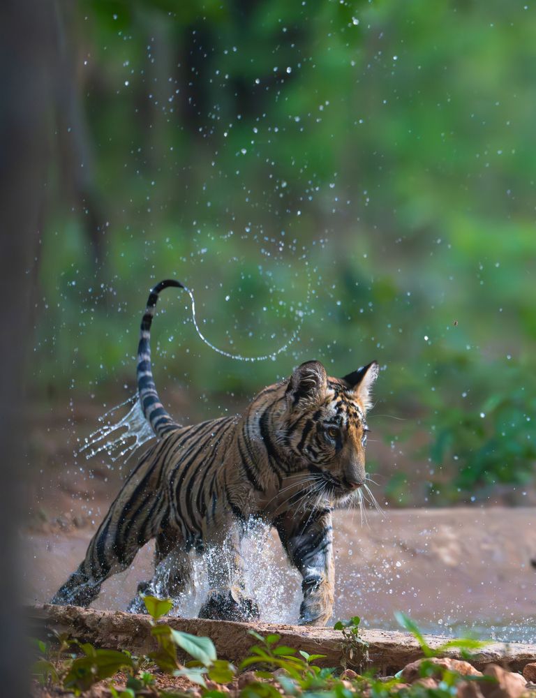 When Water Wrote a Signature