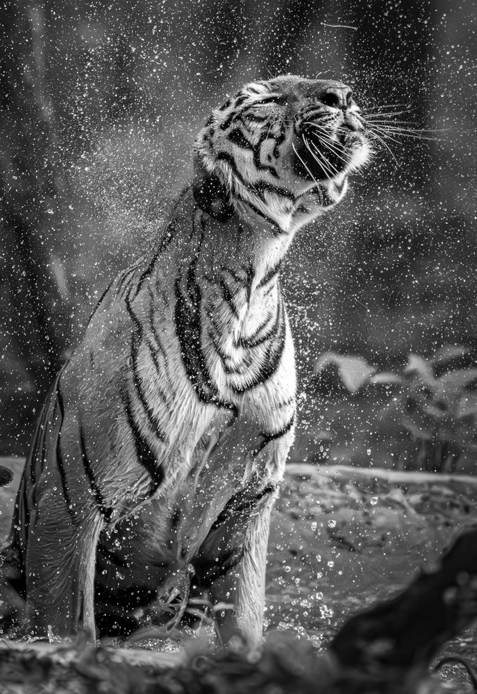 Photograph by Nishank Joshi