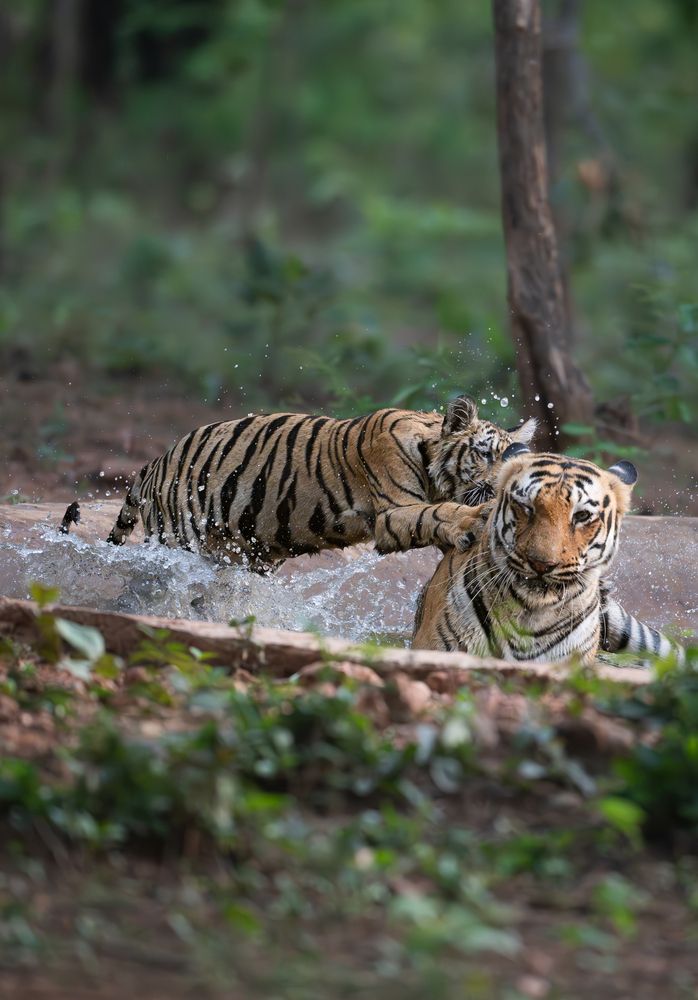 The Pounce Before the Peace