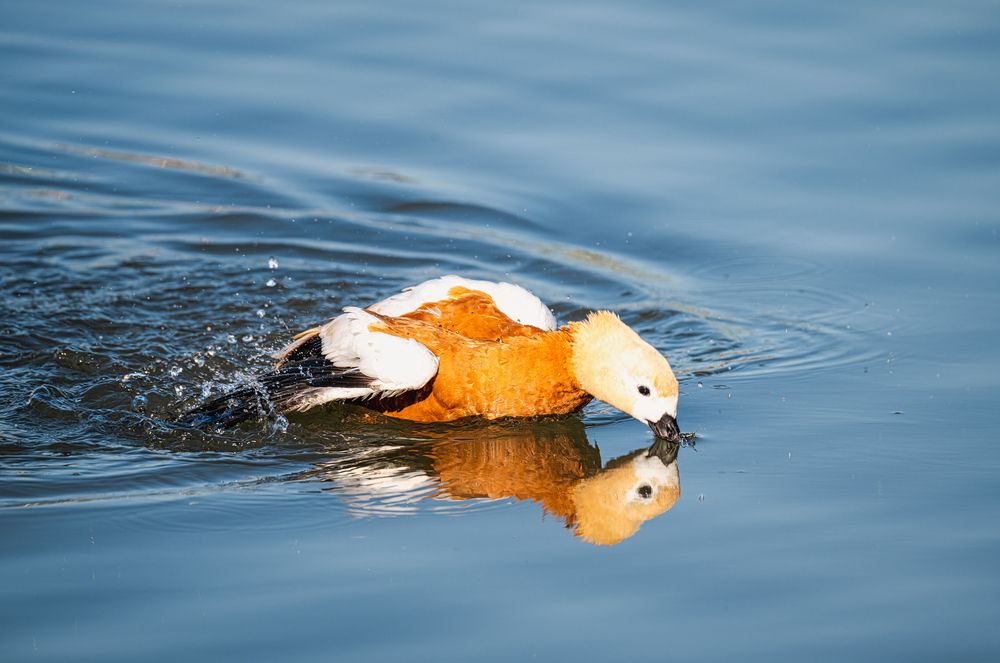 Photograph by Мария Ирешева